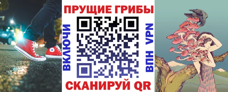 Галлюциногенные грибы Psilocybe  Великие Луки 